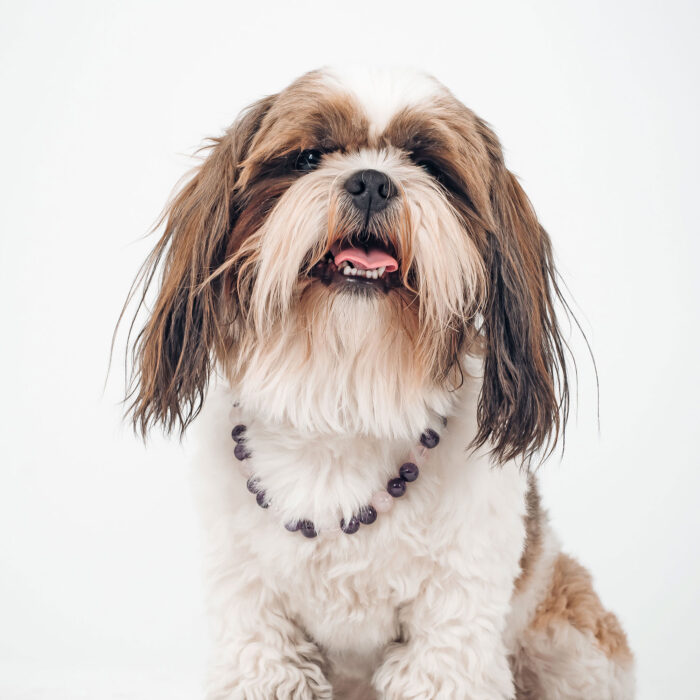 collier-lithotherapie-traumatisme-chien