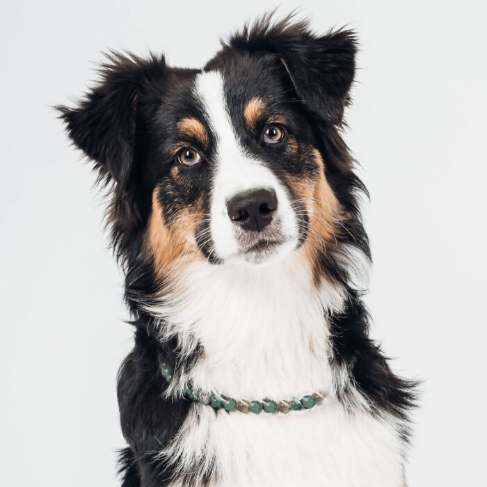 collier-lithotherapie-abandon-chien
