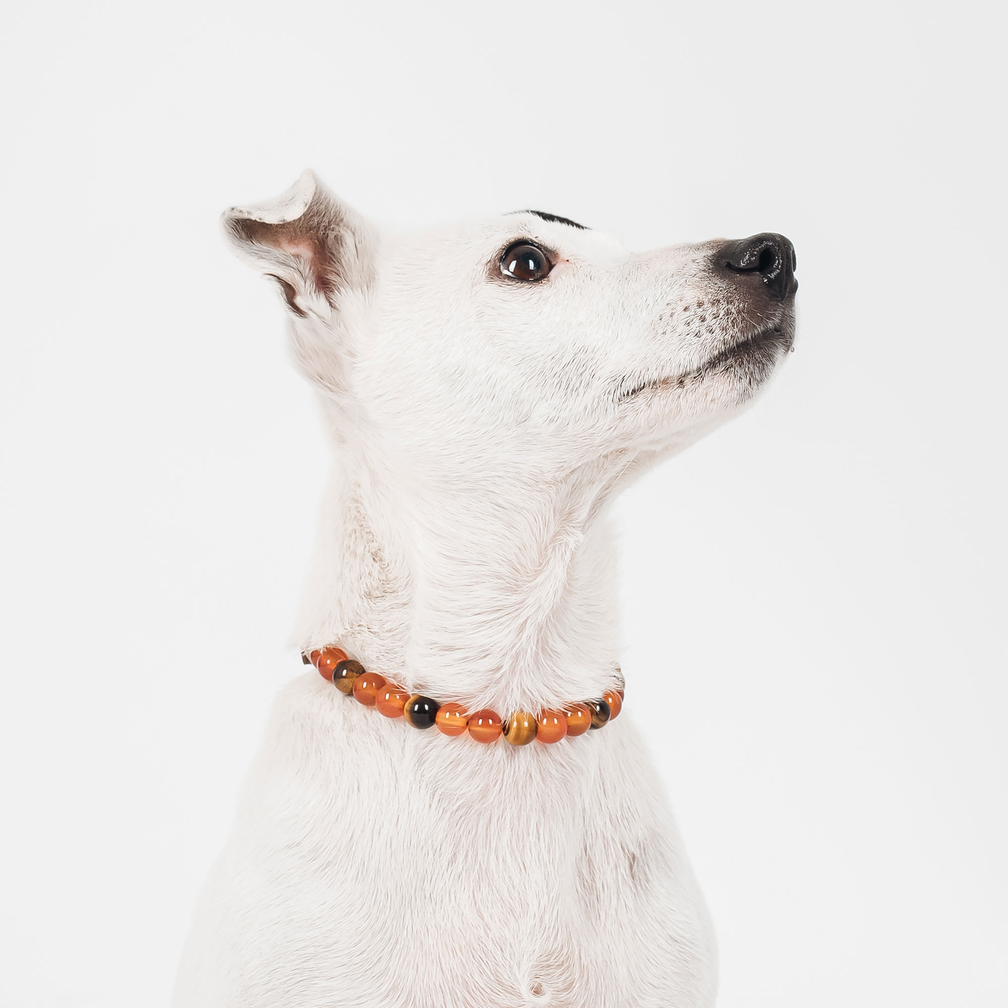 collier-lithotherapie-joie-chien