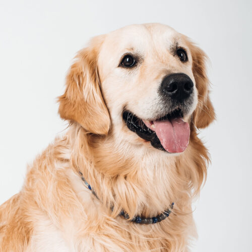 collier-lithotherapie-vitalite-chien