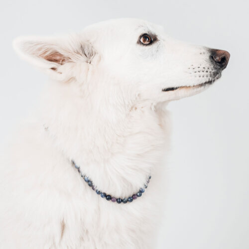 collier-lithotherapie-antistress-chien
