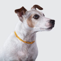 Collier anti-tiques, puces & allergies – Image 2