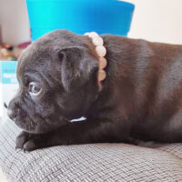 Puppy collar : rose quartz